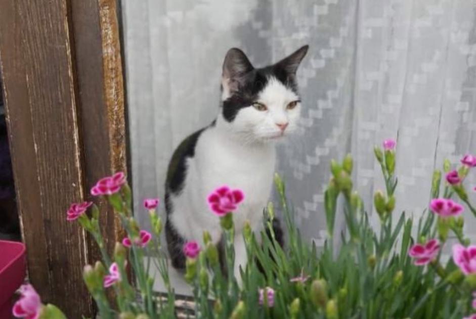 Alerta desaparecimento Gato Fêmea , 5 anos Tignieu-Jameyzieu France