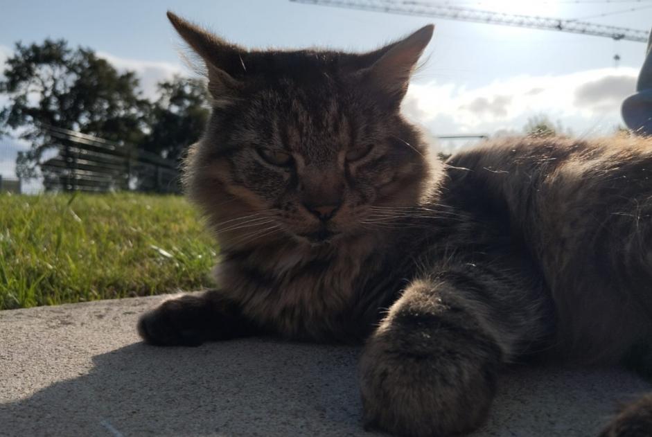 Alerta desaparecimento Gato cruzamento  Macho , 7 anos La Baconnière France