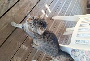 Alerta descoberta Gato Fêmea Mittersheim France