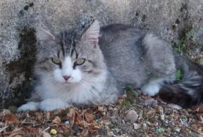Alerta descoberta Gato Desconhecido Pouligny-Saint-Pierre France