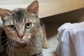 Alerta descoberta Gato Fêmea Gramat France