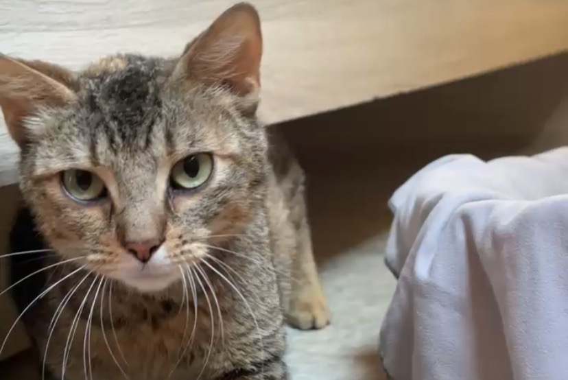 Alerta descoberta Gato Fêmea Gramat France