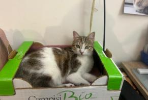 Alerta desaparecimento Gato cruzamento  Fêmea , 1 anos Lancy Switzerland