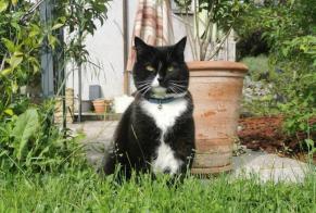 Alerta desaparecimento Gato Fêmea , 13 anos Chêne-Bourg Switzerland
