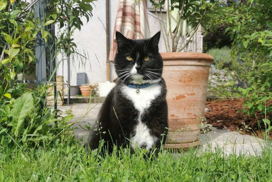Alerta desaparecimento Gato Fêmea , 13 anos Chêne-Bourg Switzerland