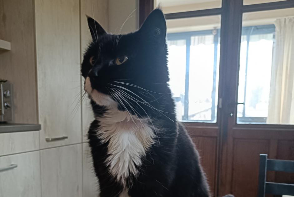 Alerta desaparecimento Gato Fêmea , 13 anos Chêne-Bourg Switzerland