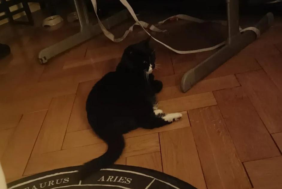 Alerta desaparecimento Gato Fêmea , 13 anos Chêne-Bourg Switzerland