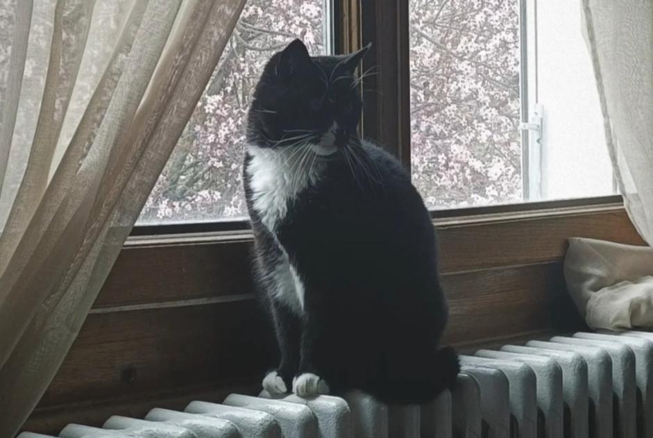 Alerta desaparecimento Gato Fêmea , 13 anos Chêne-Bourg Switzerland