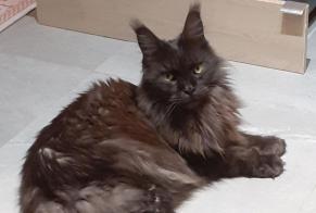 Alerta desaparecimento Gato  Macho , 7 anos Croismare France