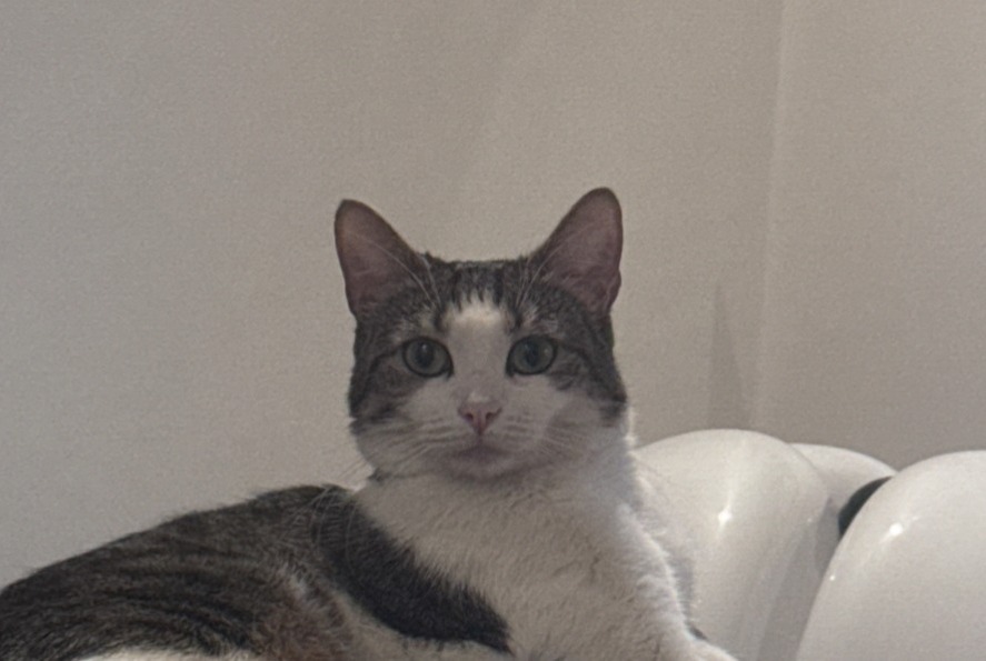 Alerta desaparecimento Gato  Fêmea , 4 anos Dijon France