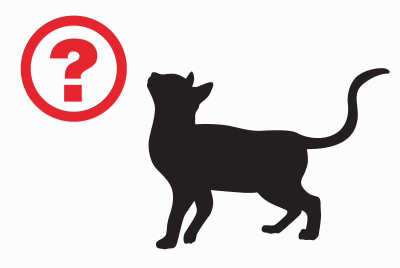 Alerte Disparition Chat Mâle , 1 ans Agnin France